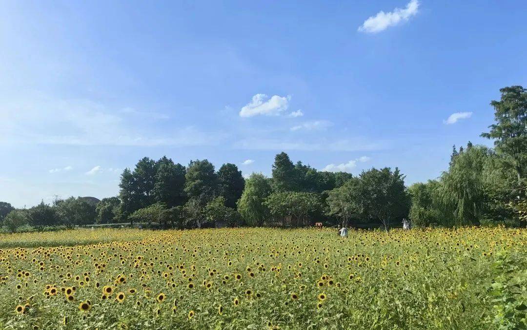 广富林的夏日浪漫 向日葵花海向阳盛绽